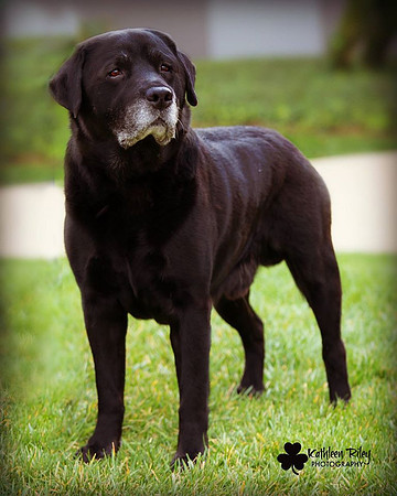 Bandit the Labrador 10.0 part of the Senior Souls Project Purina Farms Gray Summit Missouri