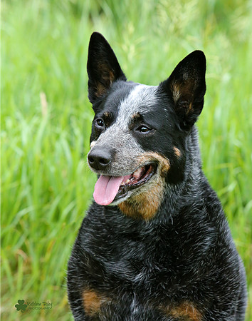 Rylie the Australian Cattle Dog 10.0 Zimmerman Minnesota Senior Souls Project