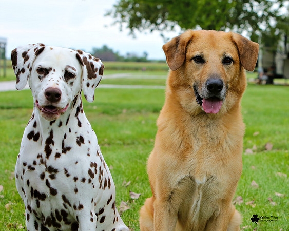 Pauli the Dalmatian 10.5 and Minnow the Chinook 10.5 Amana Iowa