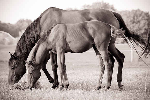 Rosewood Thoroughbred Farm Cannon Falls Minnesota