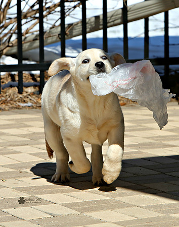 Hitch the Labrador in Edina Minnesota