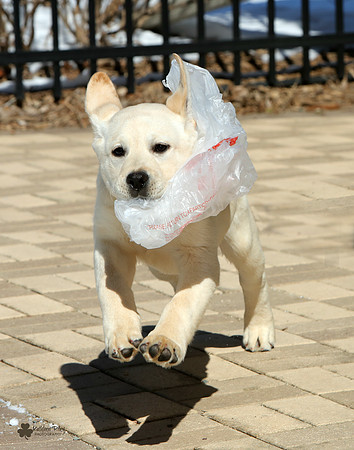 Hitch the Labrador in Edina Minnesota