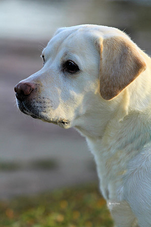 Trey the Labrador in Sioux Falls South Dakota