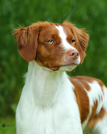 Rocket the Brittany Mason City Iowa