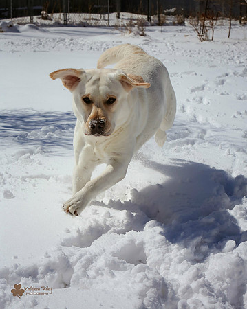 Fluffy the Vampire Labrador in a Minnesota Winter