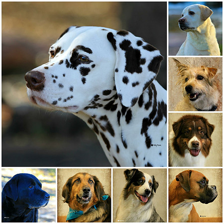 Head Shots for Animal Talent Pool Minnesota