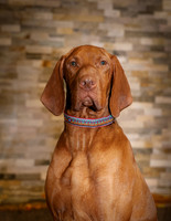 2023-11-22 Nash Vizslas