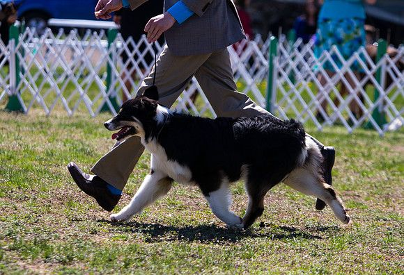 Australian shepherd