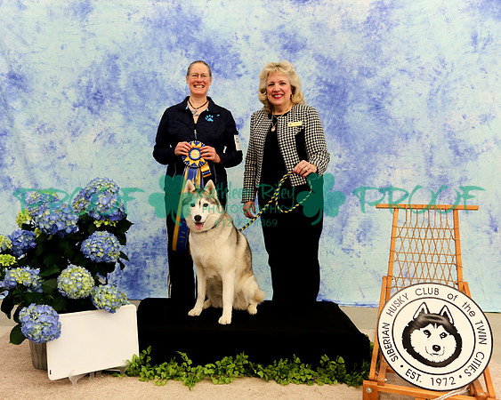 PROOF High in Trial Siberian Husky Club of the Twin Cities  Judge Barbara Wedekind Selton