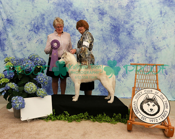 PROOF Sweepstakes Siberian Husky Club of the Twin Cities Judge Wendy Olson