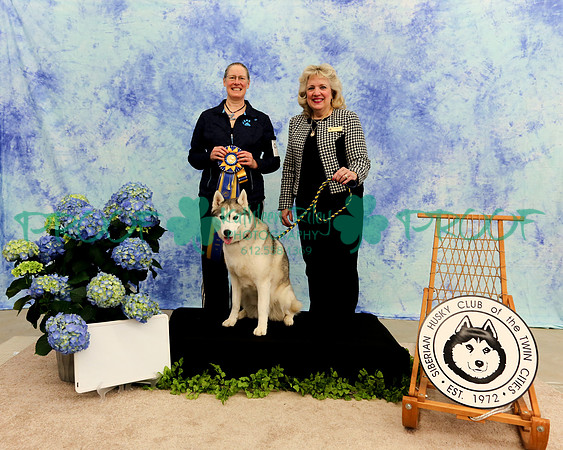 PROOF High in Trial Siberian Husky Club of the Twin Cities  Judge Barbara Wedekind Selton