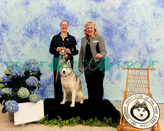 PROOF High in Trial Siberian Husky Club of the Twin Cities  Judge Barbara Wedekind Selton