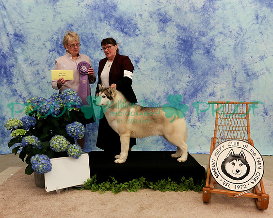 PROOF Sweepstakes Siberian Husky Club of the Twin Cities Judge Wendy Olson