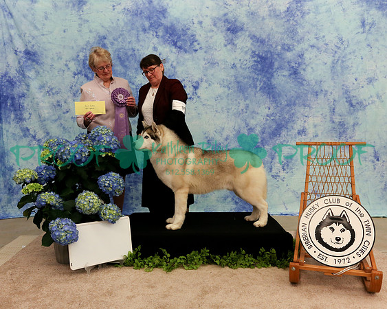 PROOF Sweepstakes Siberian Husky Club of the Twin Cities Judge Wendy Olson
