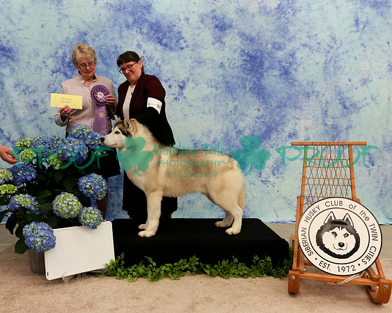 PROOF Sweepstakes Siberian Husky Club of the Twin Cities Judge Wendy Olson