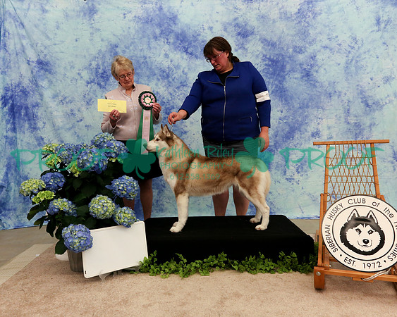 PROOF Sweepstakes Siberian Husky Club of the Twin Cities Judge Wendy Olson