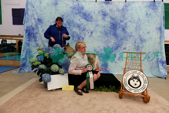 PROOF Sweepstakes Siberian Husky Club of the Twin Cities Judge Wendy Olson