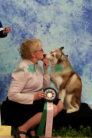 PROOF Sweepstakes Siberian Husky Club of the Twin Cities Judge Wendy Olson