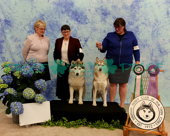 PROOF Sweepstakes Siberian Husky Club of the Twin Cities Judge Wendy Olson