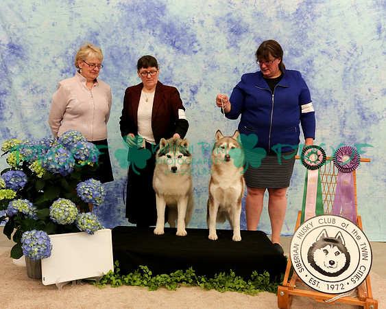 PROOF Sweepstakes Siberian Husky Club of the Twin Cities Judge Wendy Olson