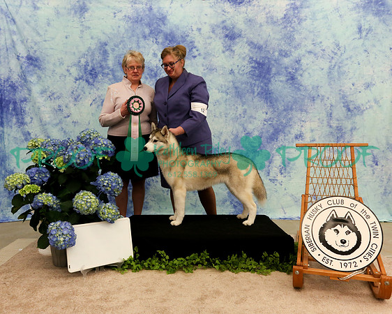PROOF Sweepstakes Siberian Husky Club of the Twin Cities Judge Wendy Olson