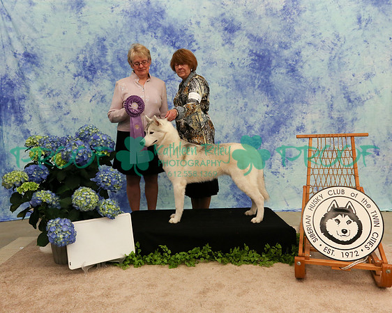 PROOF Sweepstakes Siberian Husky Club of the Twin Cities Judge Wendy Olson
