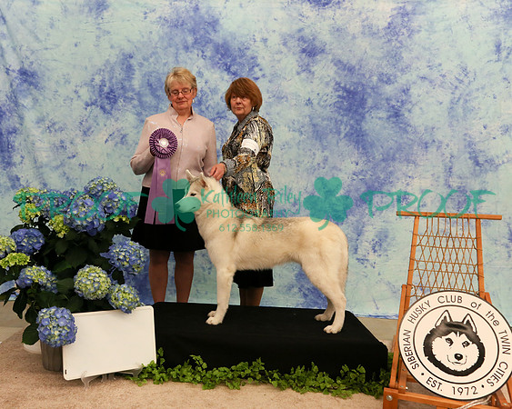 PROOF Sweepstakes Siberian Husky Club of the Twin Cities Judge Wendy Olson