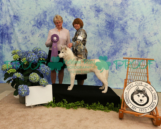 PROOF Sweepstakes Siberian Husky Club of the Twin Cities Judge Wendy Olson