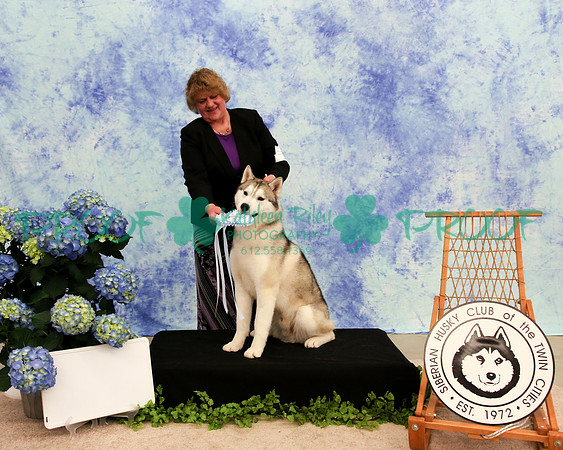 PROOF Sweepstakes Siberian Husky Club of the Twin Cities Judge Wendy Olson