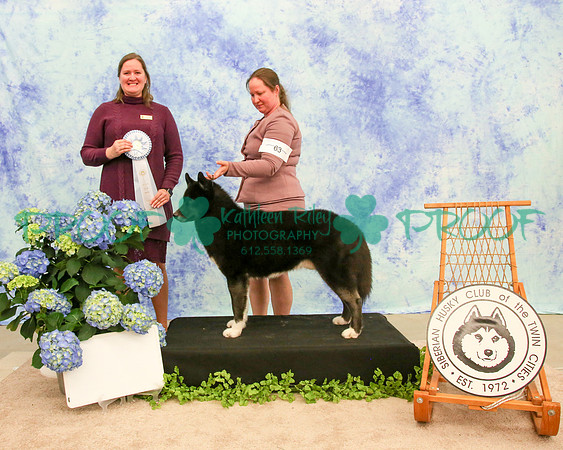 PROOF Siberian Husky Club of the Twin Cities Judge Kelly Kathlyn Boyd