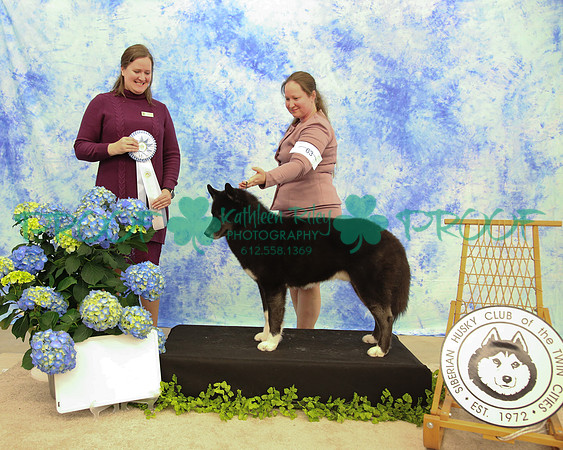 PROOF Siberian Husky Club of the Twin Cities Judge Kelly Kathlyn Boyd