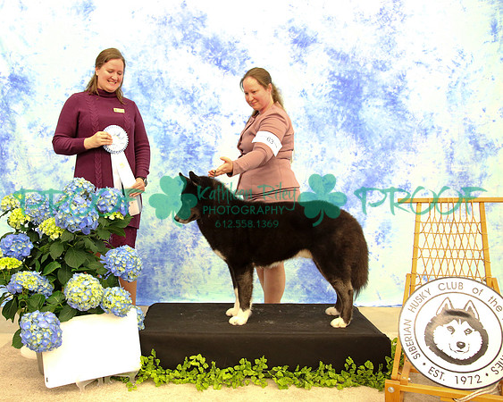 PROOF Siberian Husky Club of the Twin Cities Judge Kelly Kathlyn Boyd