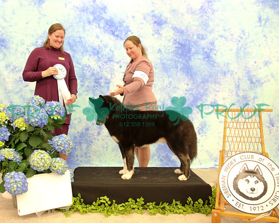 PROOF Siberian Husky Club of the Twin Cities Judge Kelly Kathlyn Boyd