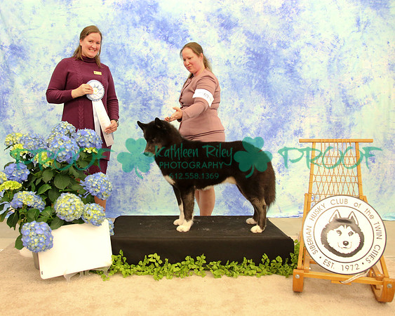 PROOF Siberian Husky Club of the Twin Cities Judge Kelly Kathlyn Boyd