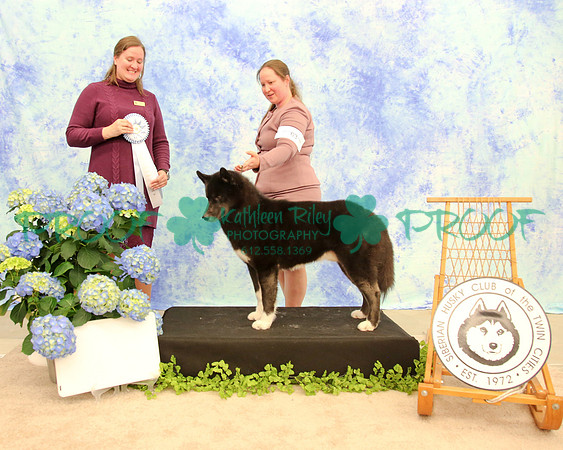 PROOF Siberian Husky Club of the Twin Cities Judge Kelly Kathlyn Boyd