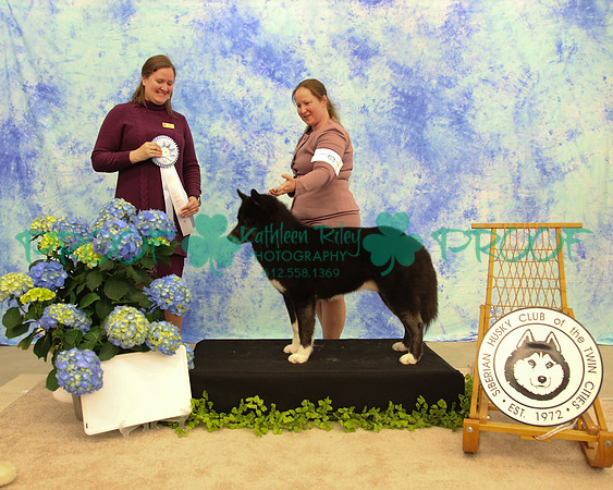 PROOF Siberian Husky Club of the Twin Cities Judge Kelly Kathlyn Boyd
