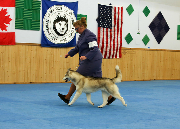 Kansa You Make Me Feel Like Dancing - Best in Sweepstakes Puppy -  12-18 -Siberian Husky