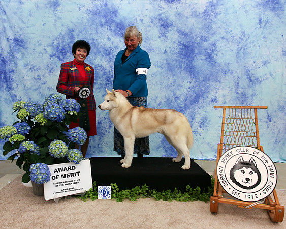 Award of Merit - Sunday - Siberian Husky club of the Twin Cities