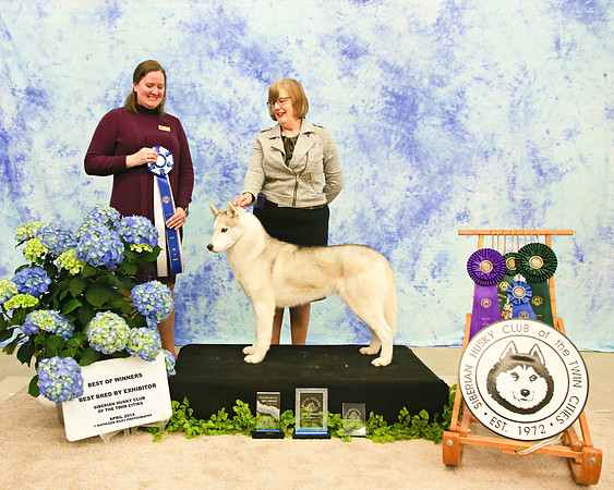 Best of Winners - Sunday - Siberian Husky Club of the Twin Cities