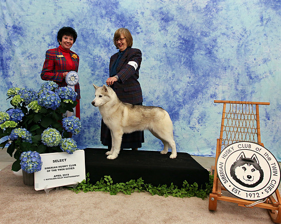 Select - Saturday - Siberian Husky Club of the Twin Cities