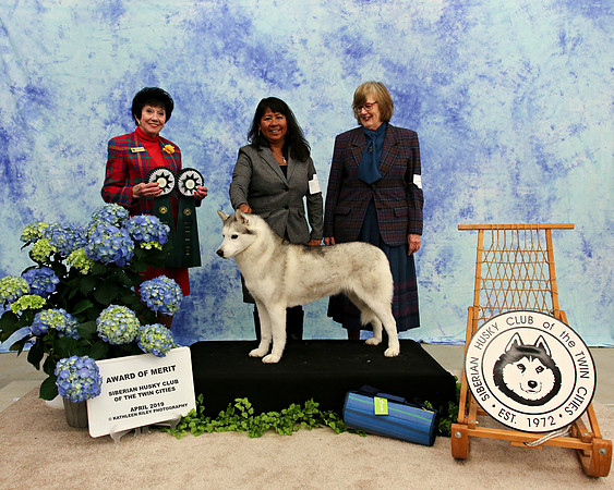 Award of Merit - Saturday - Siberian Husky Club of the Twin Cities