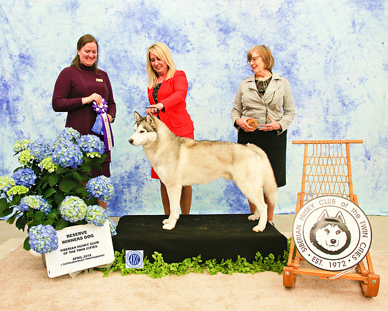 Reserve Winners Dog - Sunday - Siberian Husky Club of the Twin Cities