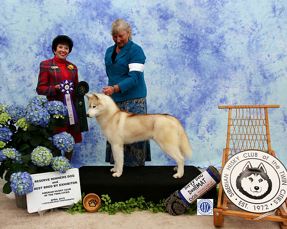 Best Bred By Exhibitor - Reserve Winners Dog - Sunday