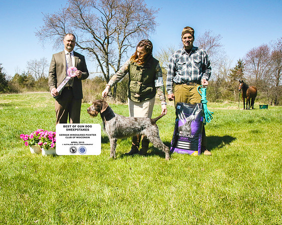 Best of Gun Dog Sweepstakes