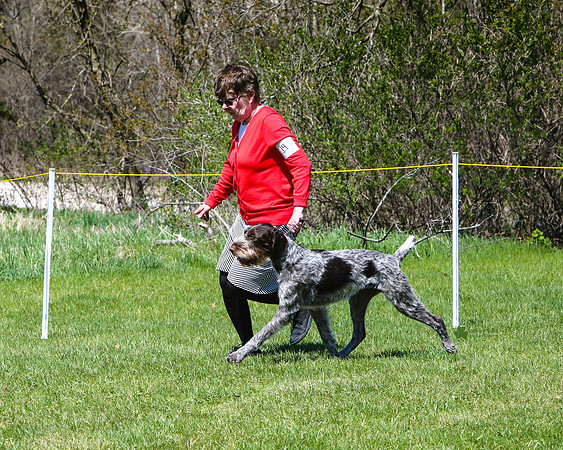 Best of Breed - CH Heywire's Clearwater Revival UDX GO BN RE JH AX AXJ