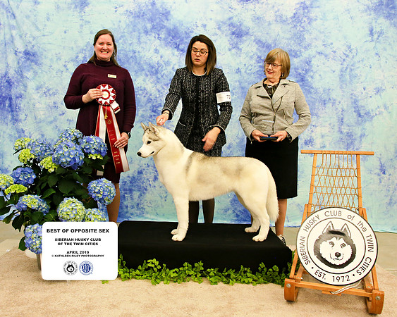 Best of Opposite Sex - Sunday - Siberian Husky Club of the Twin Cities