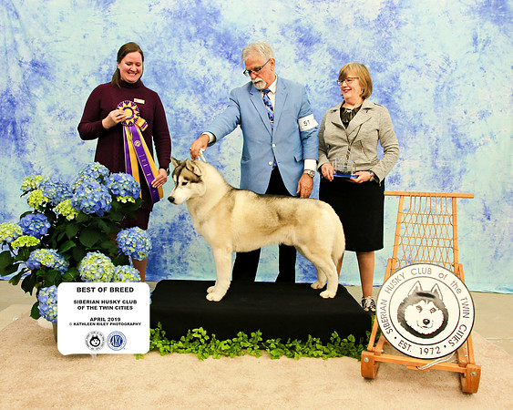 Best of Breed - Sunday - Siberian Husky Club of the Twin Cities