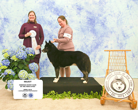 Select - Sunday - Siberian Husky Club of the Twin Cities