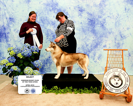 Select - Sunday - Siberian Husky Club of the Twin Cities