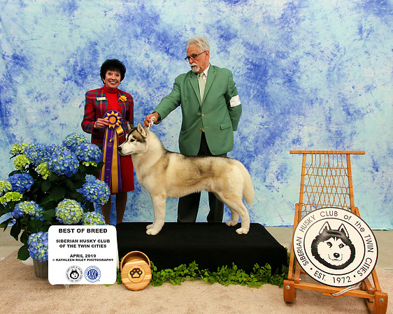 Best of Breed - Saturday - Siberian Husky Club of the Twin Cities